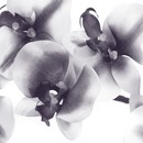 תמונת טפט פרחים בשחור-לבן